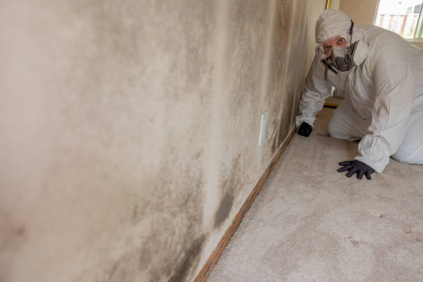  Steamboat Springs, CO Mold Removal Pros